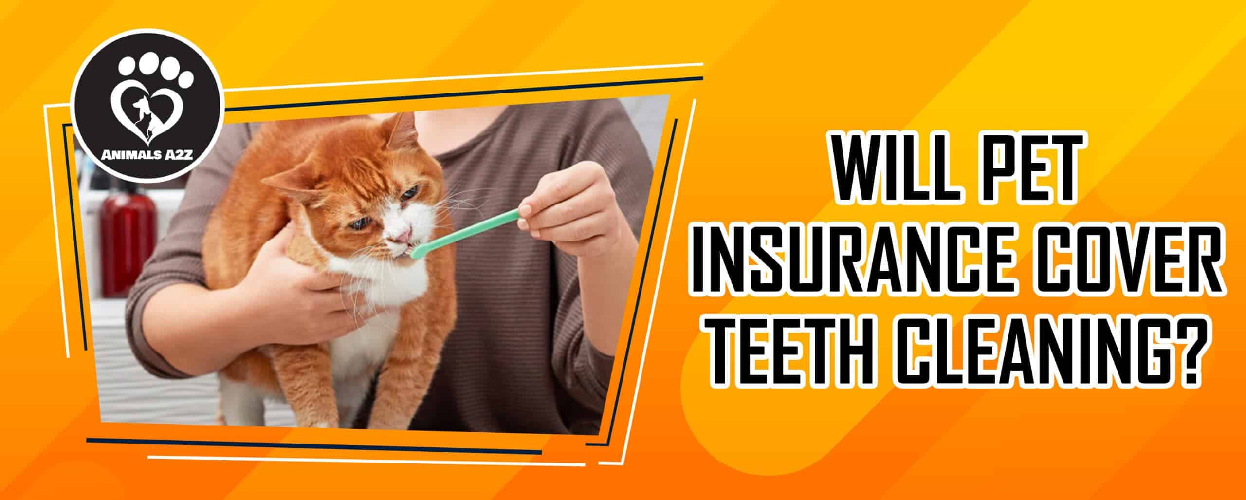 Will Pet Insurance Cover teeth cleaning?