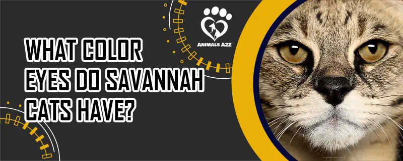 What color eyes do Savannah cats have?