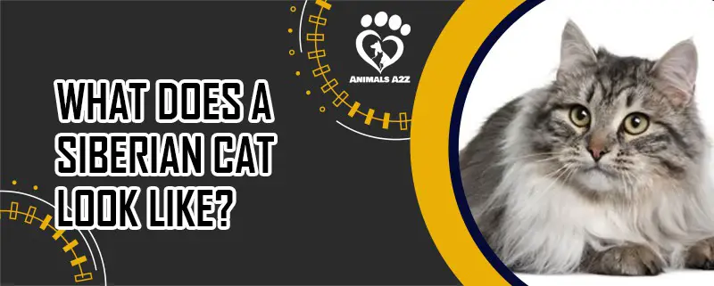 What does a Siberian Cat look like