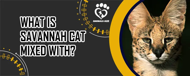 What is Savannah cat mixed with?