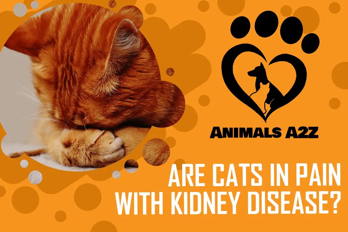 ¿Los gatos tienen dolor con la enfermedad renal?