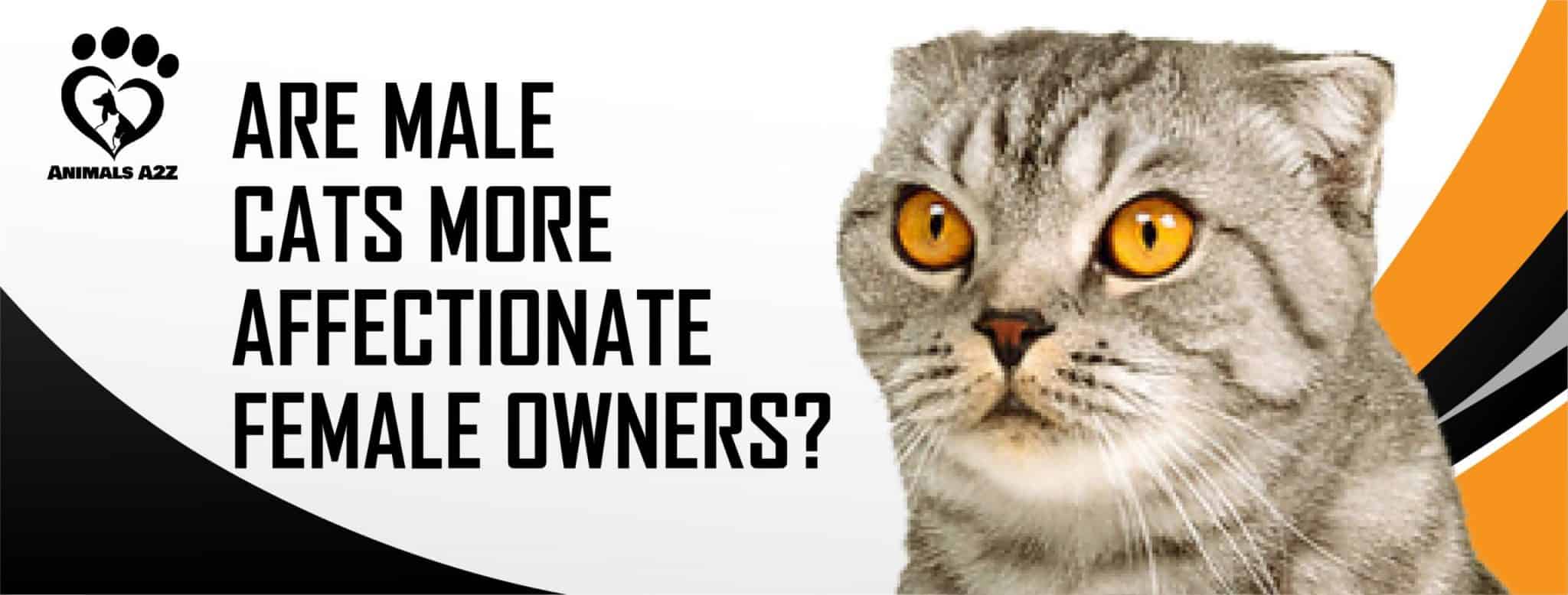 Are male cats more affectionate to female owners? [ Detailed Answer ]