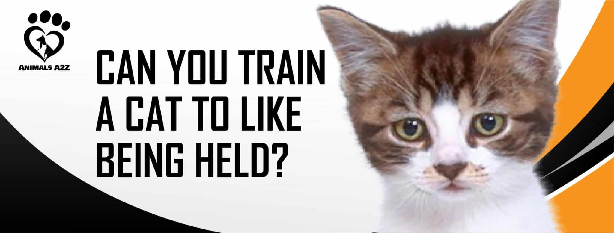 Can you train a cat to like being held? [ Detailed Answer ]