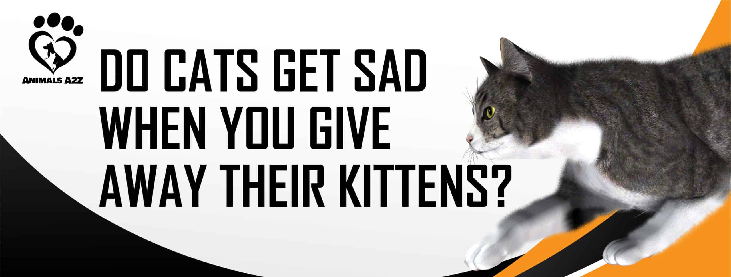 Do cats get sad when you give away their kittens