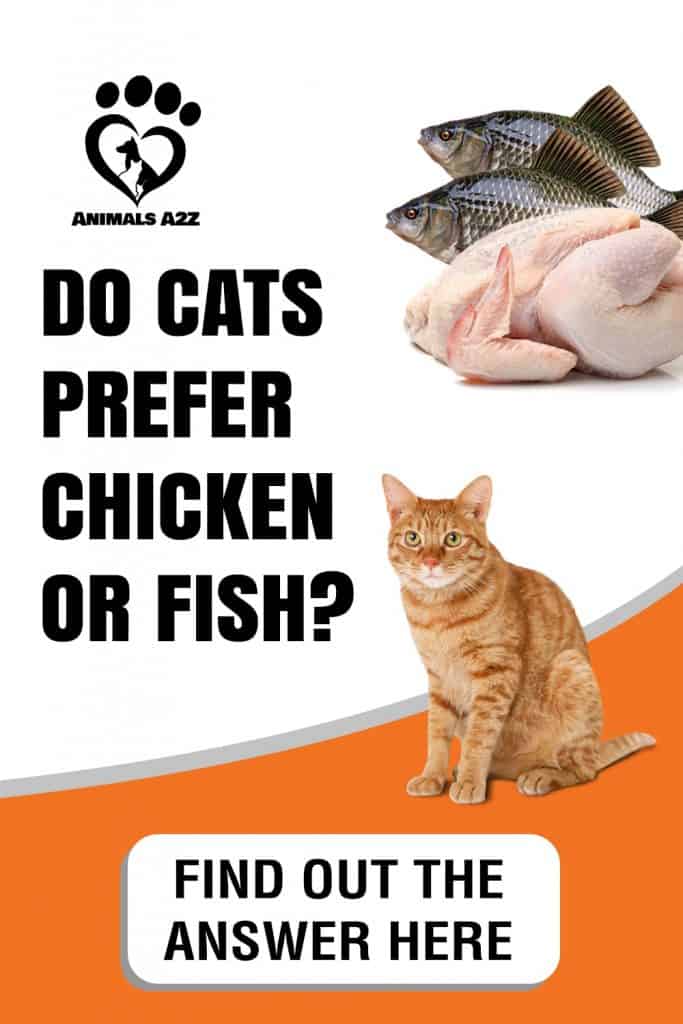 Do cats prefer chicken or fish?