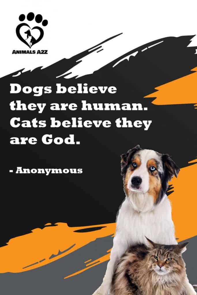 Los perros se creen humanos. Los gatos se creen Dios.