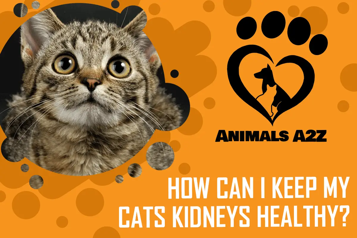 How can I keep my cats kidneys healthy