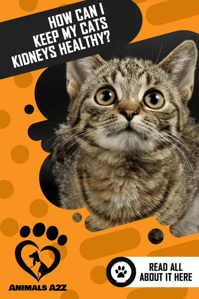How can I keep my cats kidneys healthy