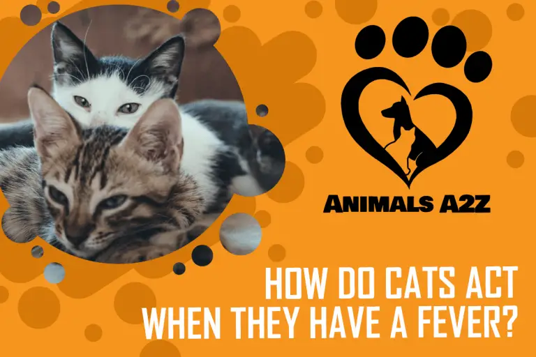 How Do Cats Act When They Have A Fever? [ Detailed Answer ]