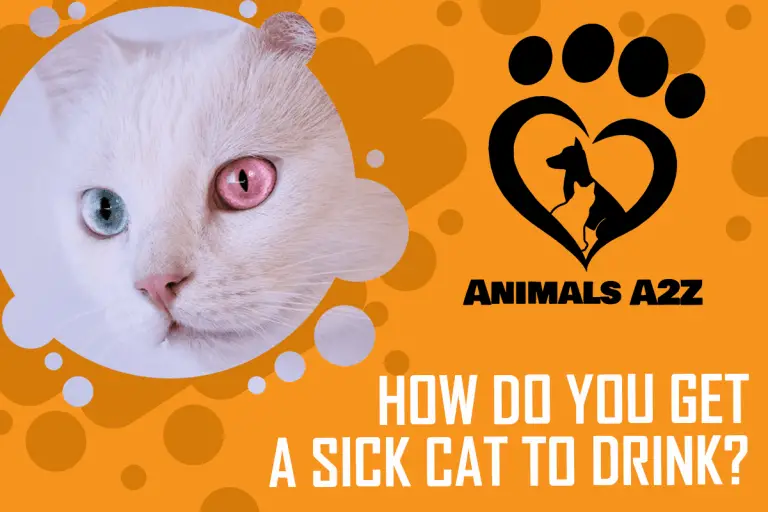 How Do You Get A Sick Cat to Drink? [ Detailed Answer ]