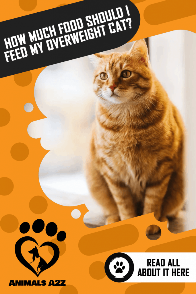 How much food should I feed my overweight cat