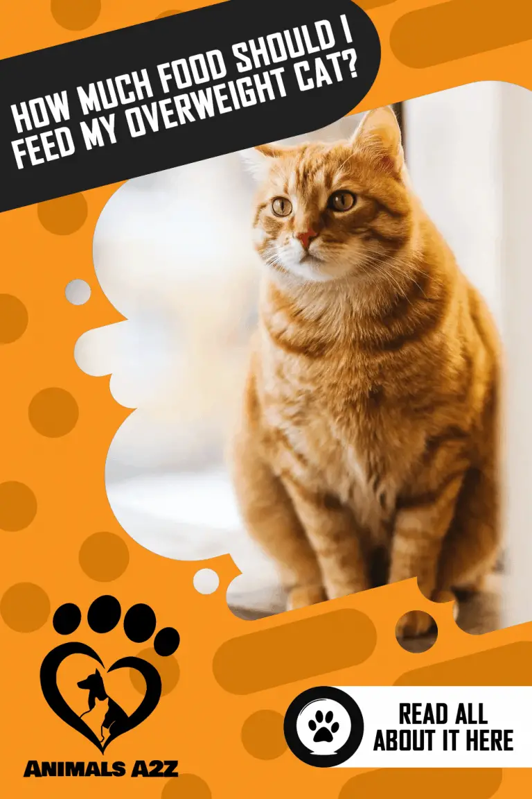 How Much Food Should I Feed My Overweight Cat? [ Detailed Answer ]