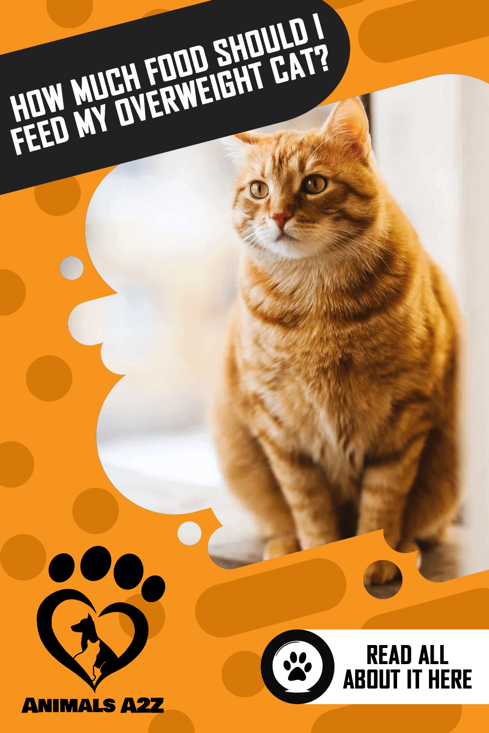 How Much Food Should I Feed My Overweight Cat? [ Detailed Answer ]