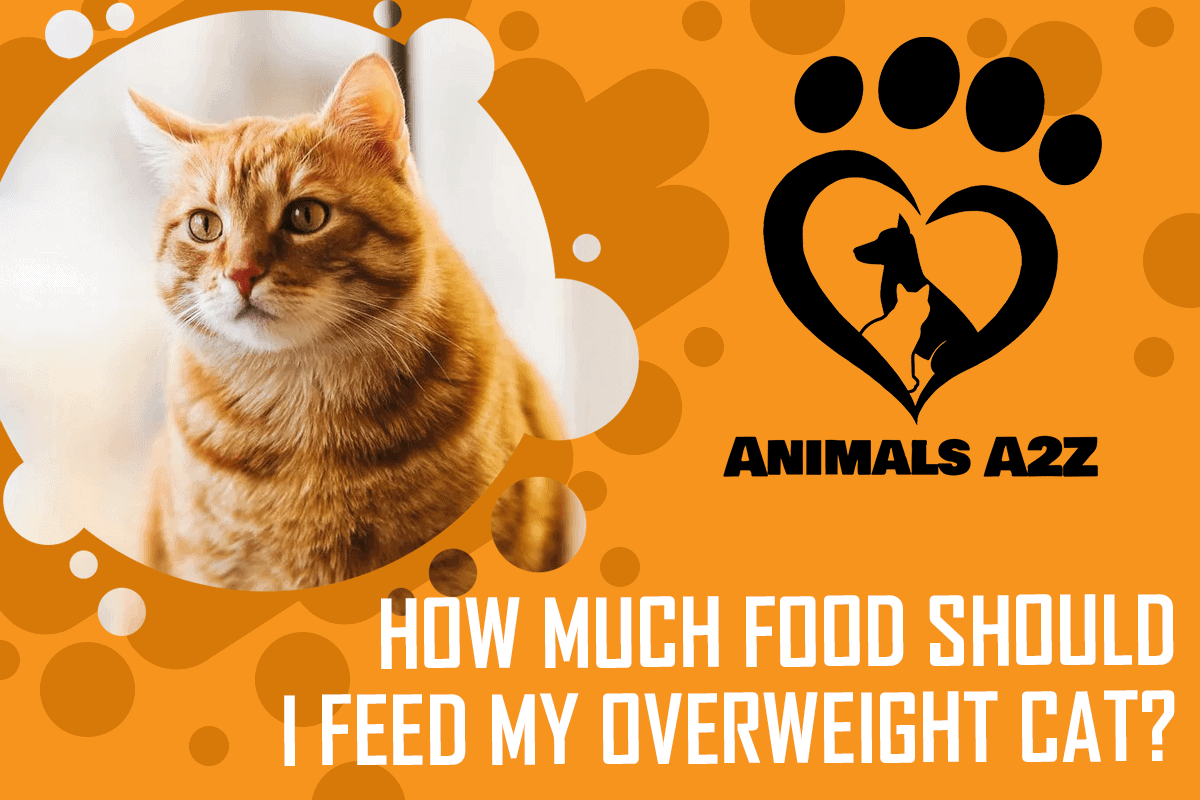 How much food should I feed my overweight cat