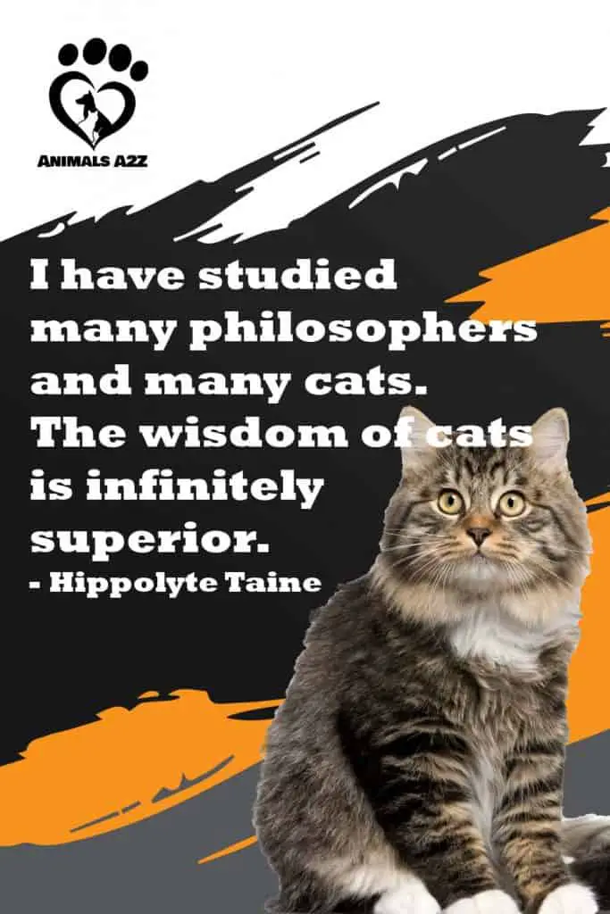 Jeg har studeret mange filosoffer og mange katte. Kattens visdom er uendeligt overlegen.