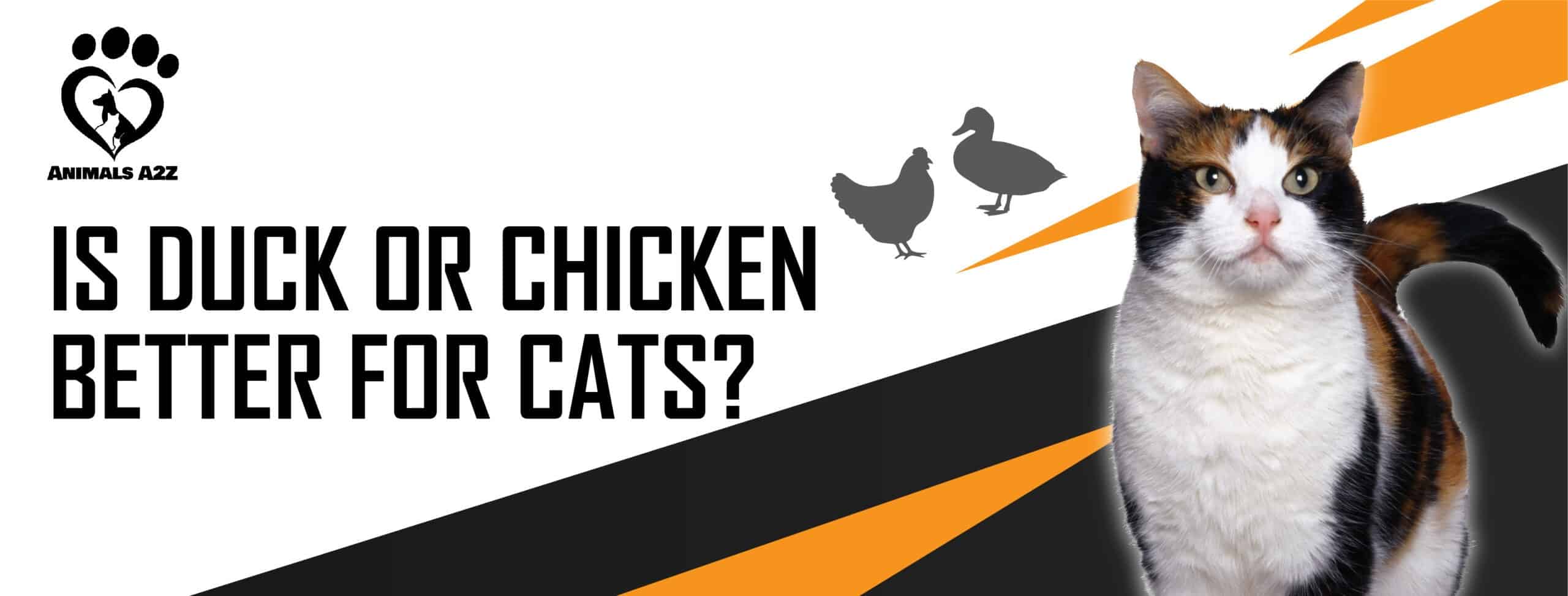 Le canard ou le poulet sont-ils meilleurs pour les chats ?