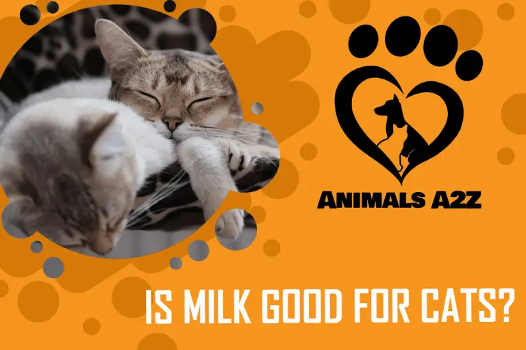 Is Milk Good For Cats Detailed Answer