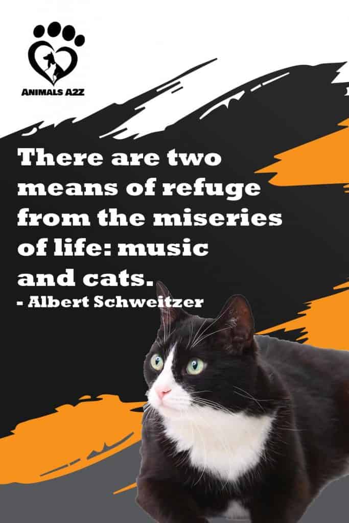 Il existe deux moyens de se réfugier des misères de la vie : la musique et les chats - Albert Schweitzer