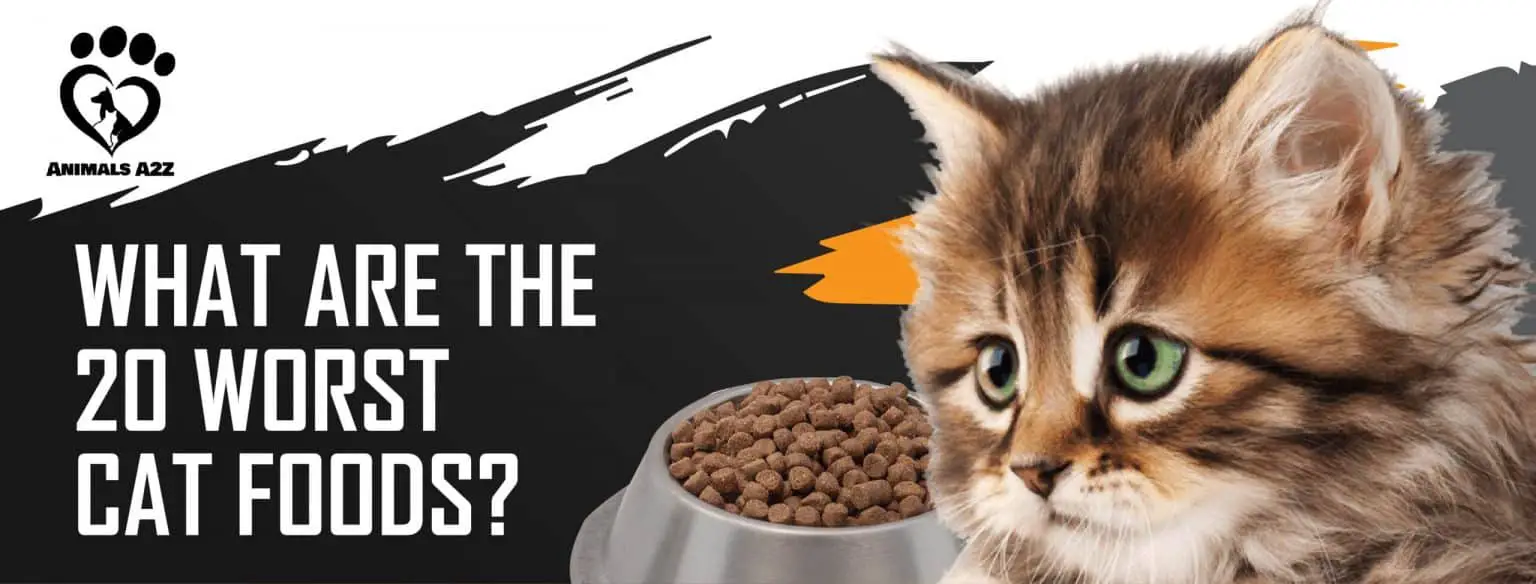 what-are-the-20-worst-cat-foods-detailed-answer