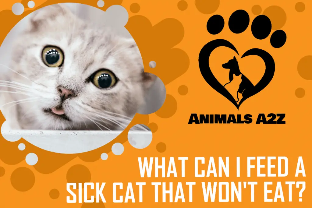 how to get a cat to eat when sick