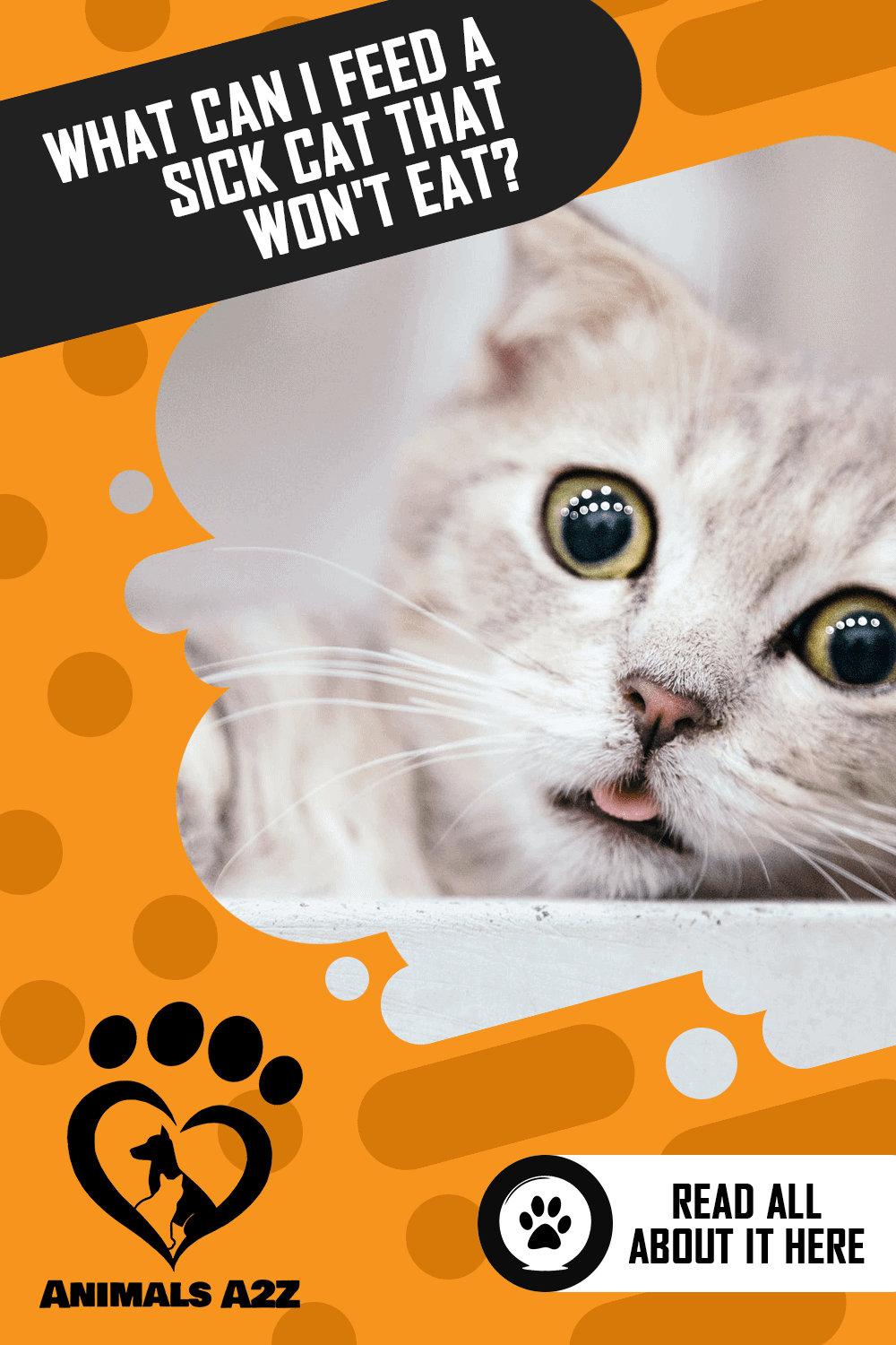 What Can I Feed A Sick Cat that Won’t Eat? [ Detailed Answer ]