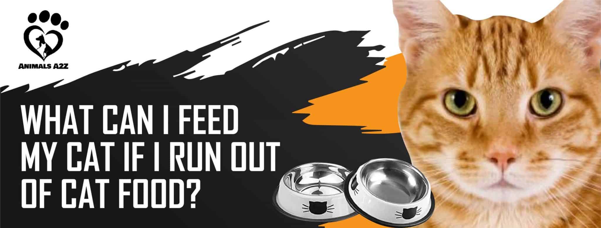 What can I feed my cat if I run out of food? [ Detailed Answer ]