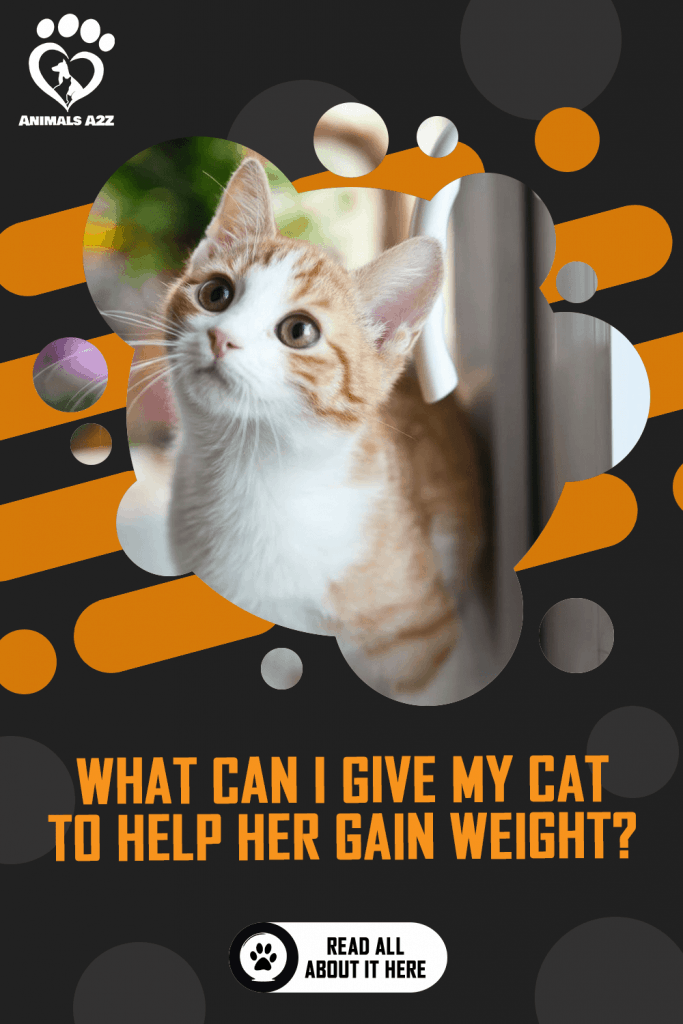 What can I give my cat to help her gain weight