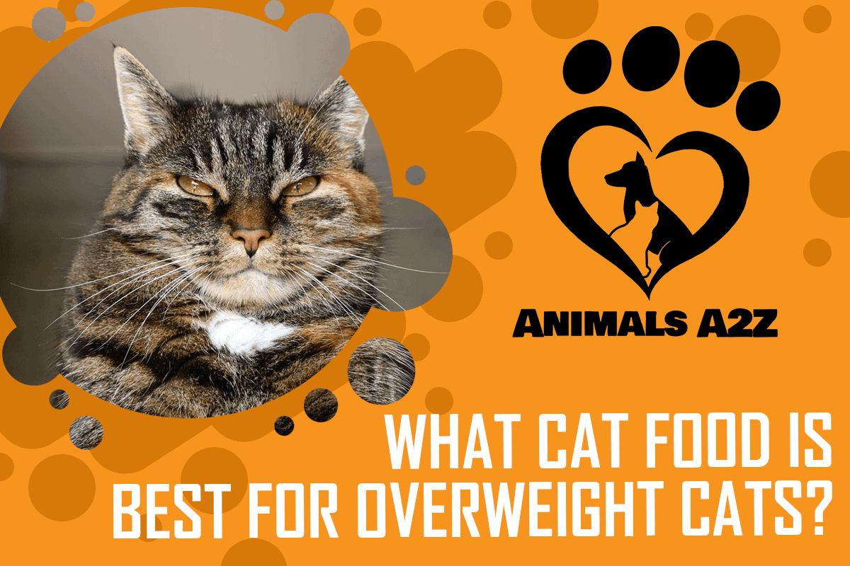 What cat food is best for overweight cats
