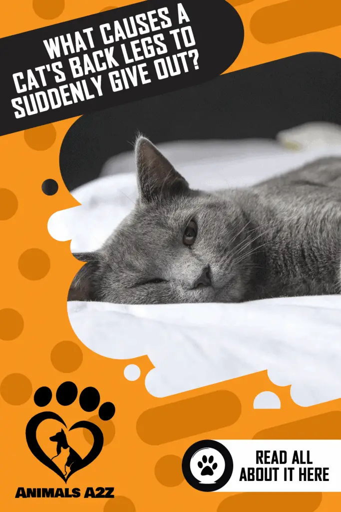 Pourquoi les pattes arrière d'un chat lâchent-elles soudainement ?