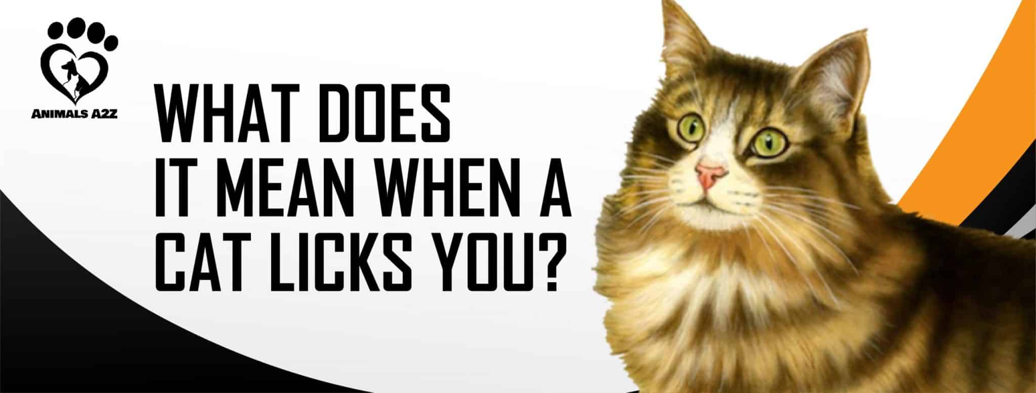 What does it mean when a cat licks you? [ Detailed Answer ]