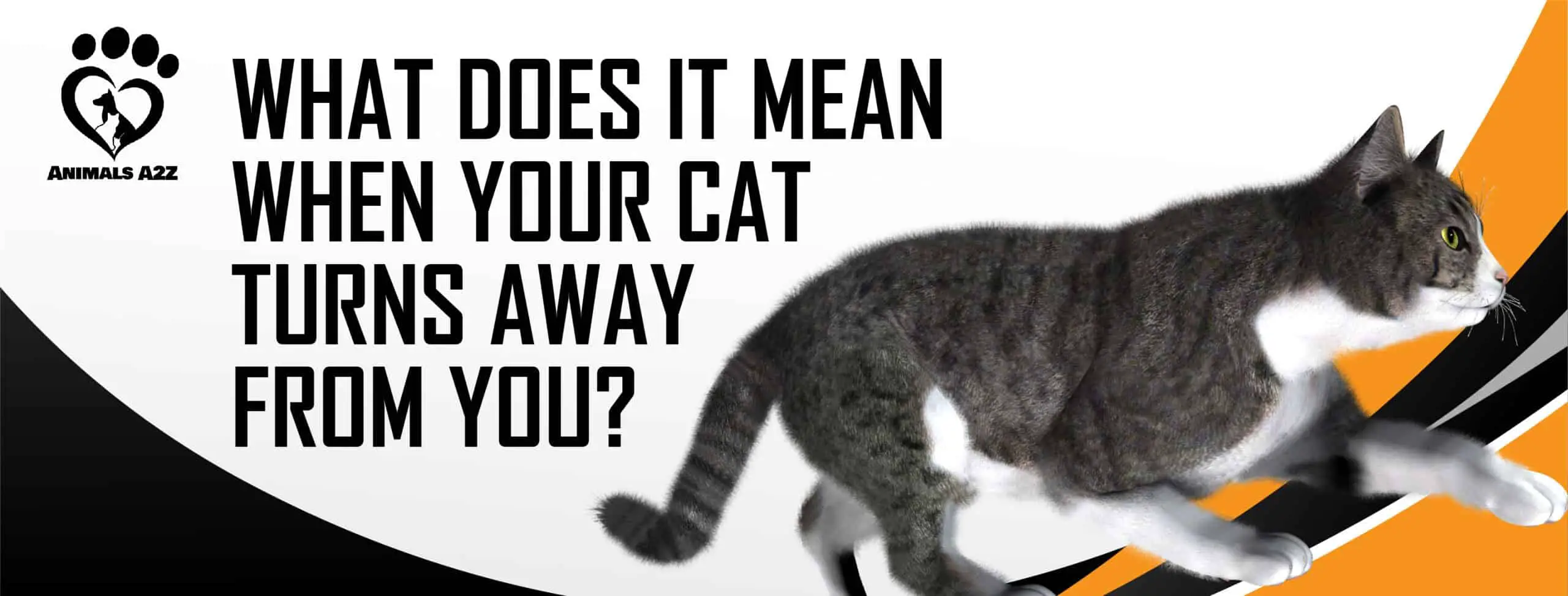 What does it mean when your cat turns away from you