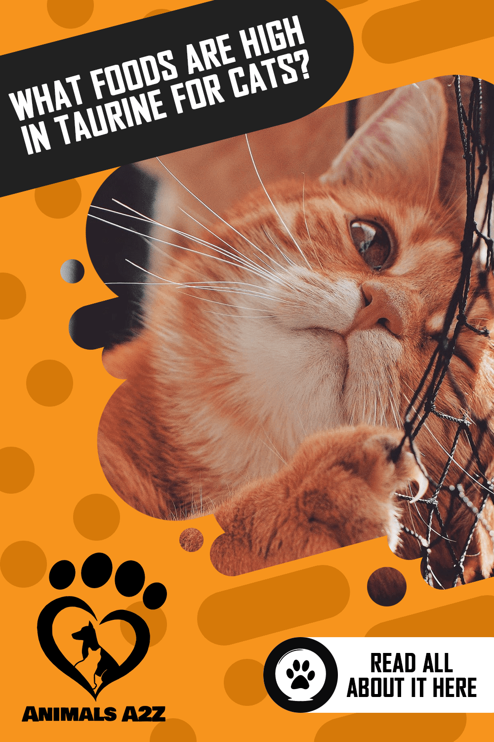 What Foods Are High in Taurine for Cats? [ Detailed Answer ]