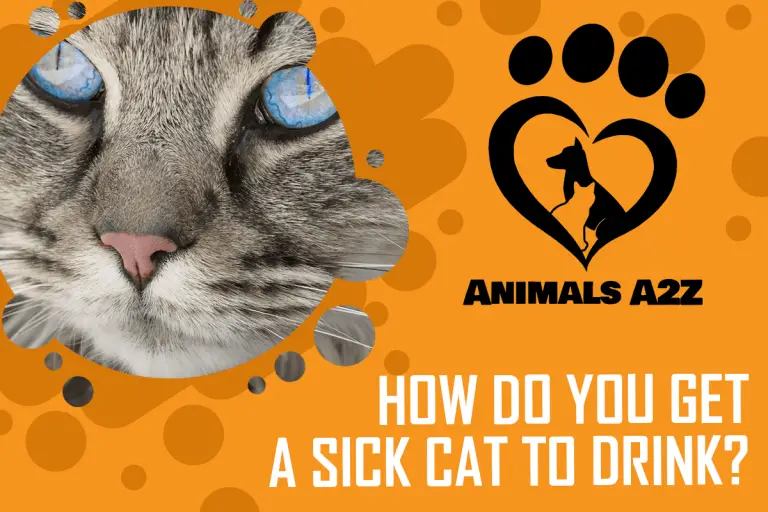 What Is the Best Appetite Stimulant for Cats? [ Detailed Answer ]