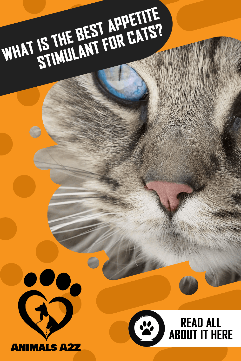 What Is the Best Appetite Stimulant for Cats? [ Detailed Answer ]