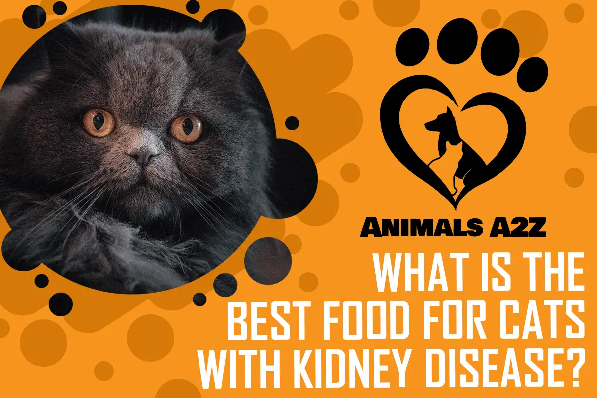 What is the best food for cats with kidney disease