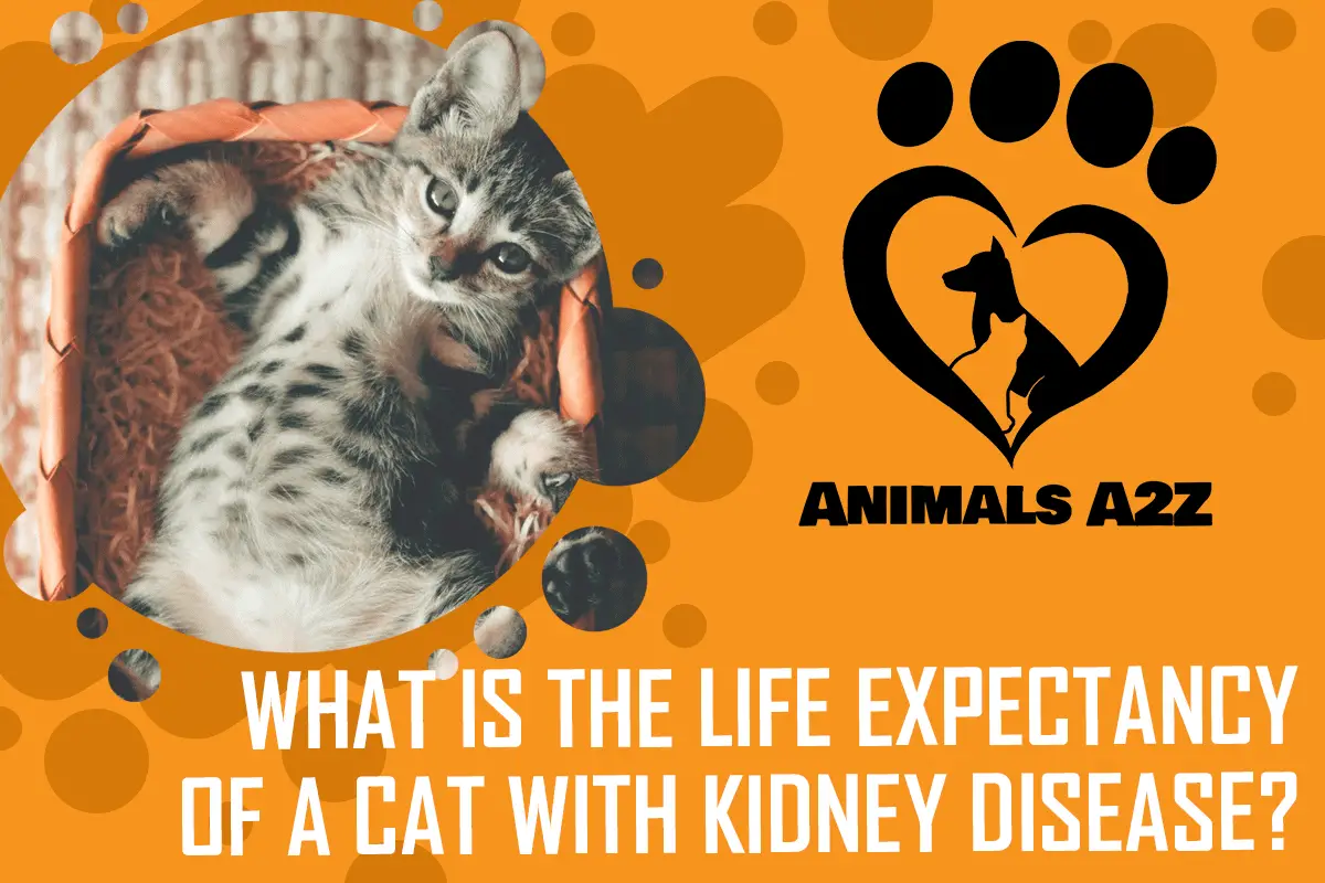 What Is The Life Expectancy Of A Cat With Kidney Disease The Answer