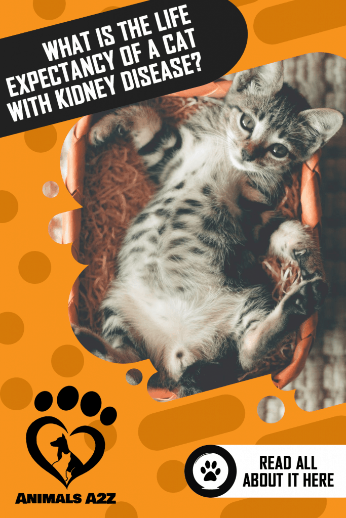 ¿Cuál es la esperanza de vida de un gato con enfermedad renal?