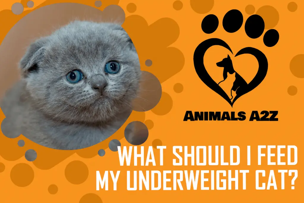 What Should I Feed My Underweight Cat Detailed Answer