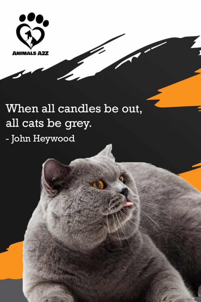 Quand toutes les bougies seront éteintes, tous les chats seront gris. - John Heywood