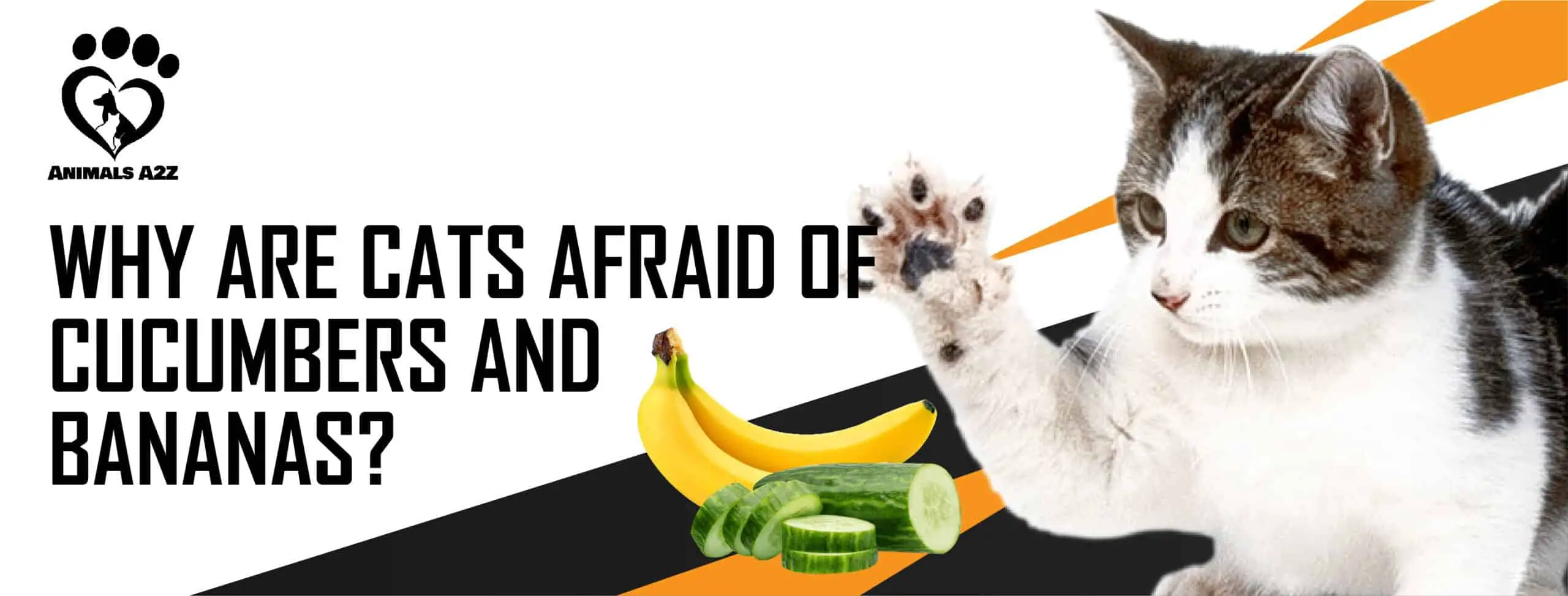 Hvorfor er katte bange for agurker og bananer
