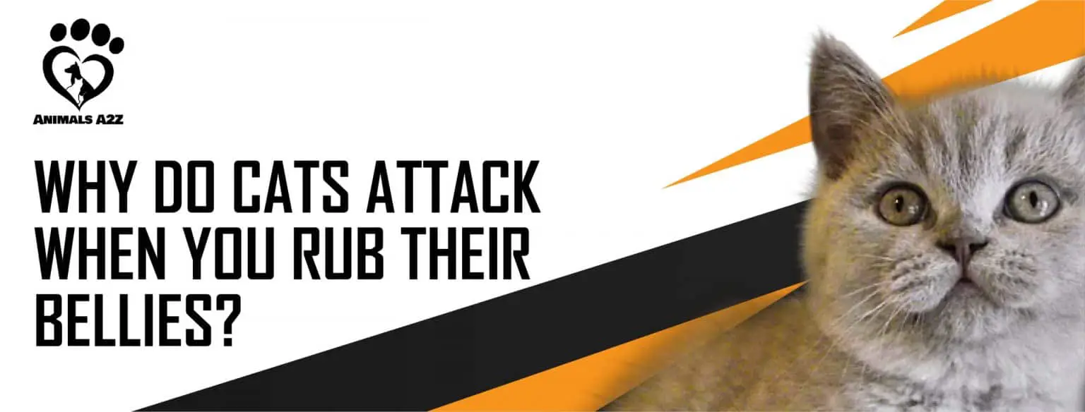 Why do cats attack when you rub their bellies? [ Detailed Answer ]