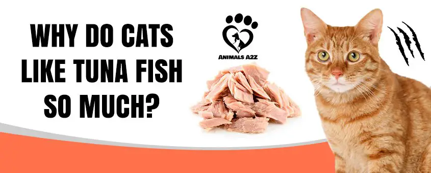 Why do cats like tuna fish so much