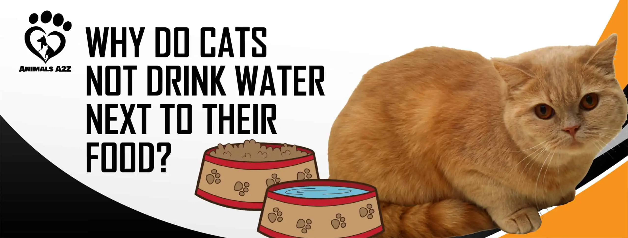 Why do cats not drink water next to their food