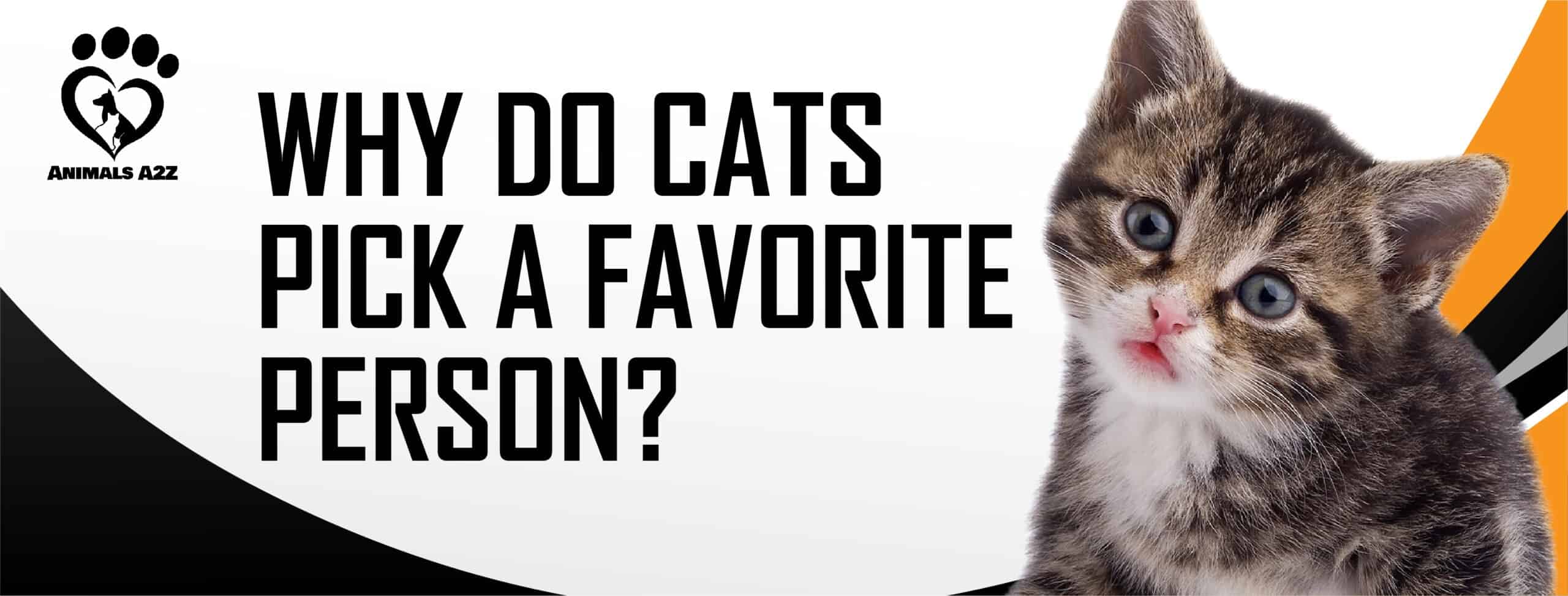 Pourquoi les chats choisissent-ils une personne favorite