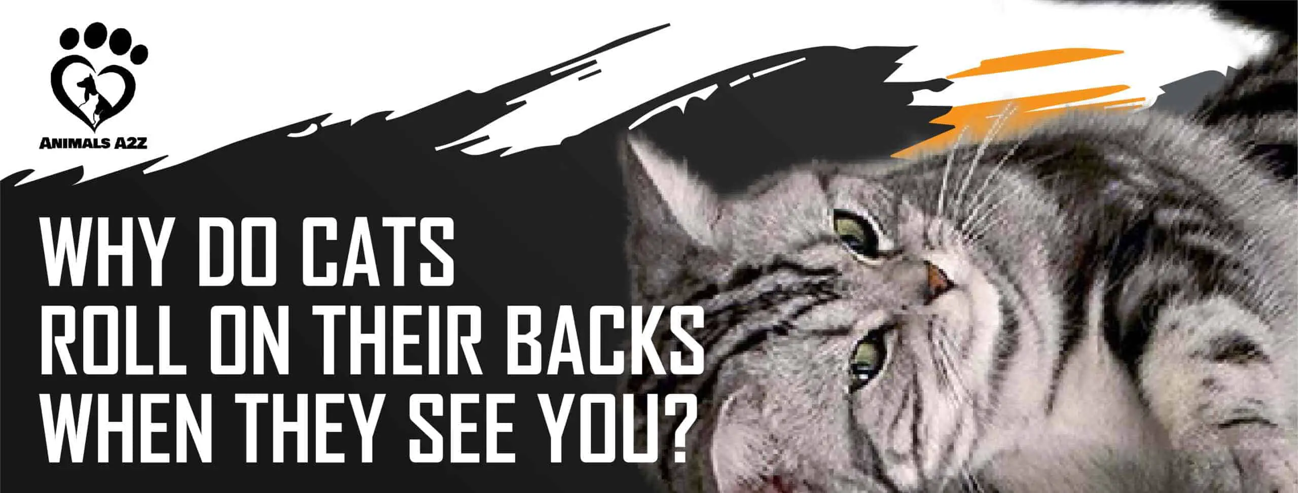 Hvorfor ruller katte sig på ryggen, når de ser dig