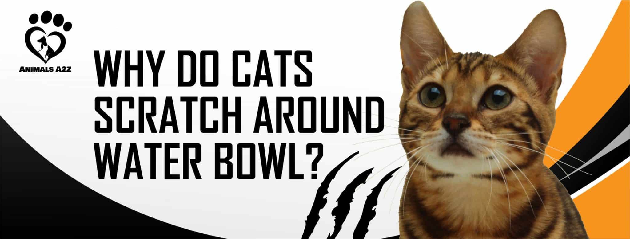 Why do cats scratch around their water bowl? [ Detailed Answer ]