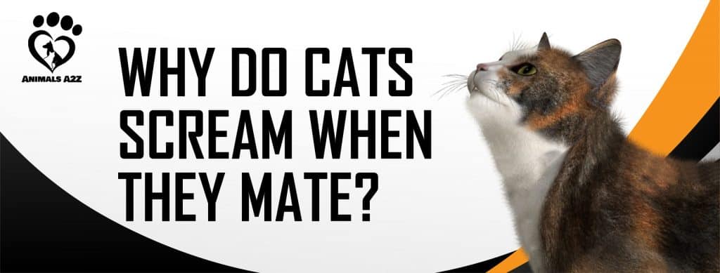 why-do-cats-scream-when-they-mate-detailed-answer