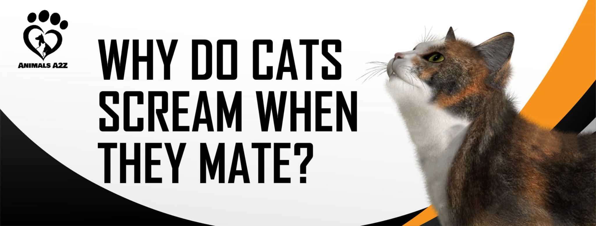 Why do cats scream when they mate? [ Detailed Answer ]