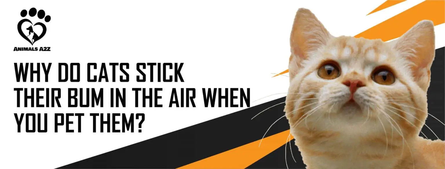 Why do cats stick their bum in the air when you pet them? [ Best Answer ]