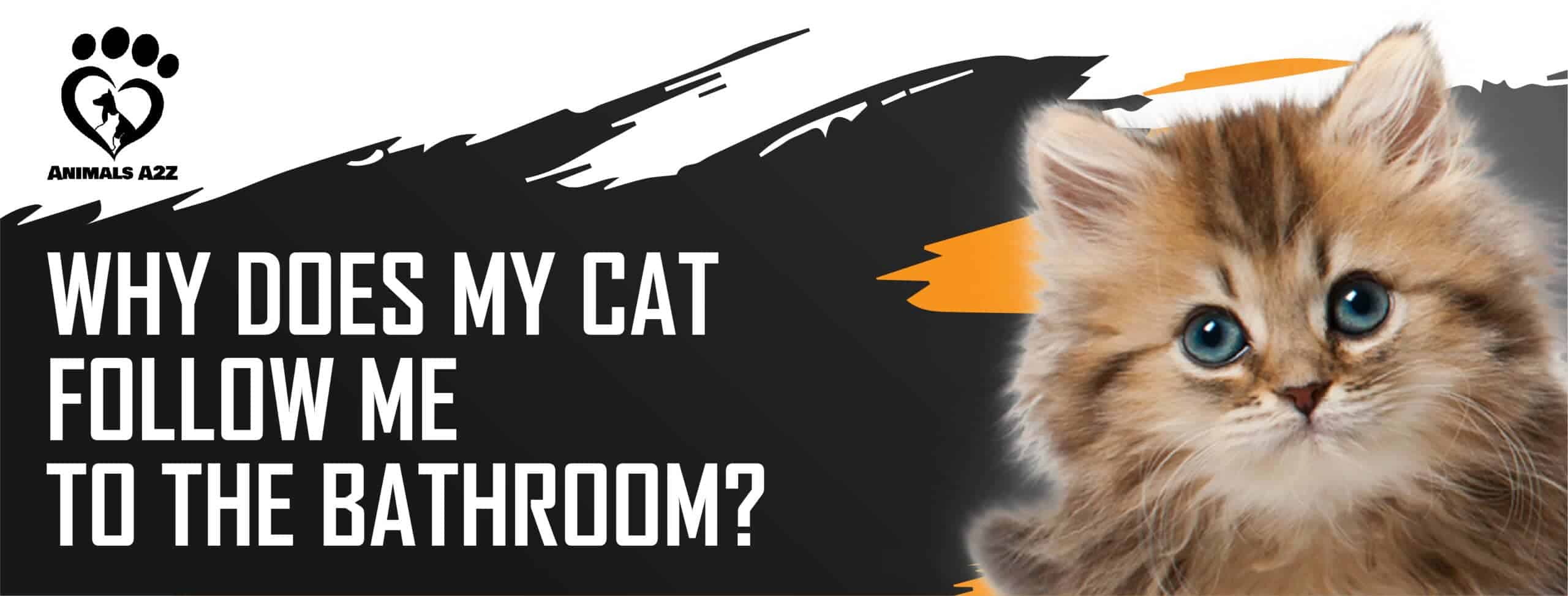 Pourquoi mon chat me suit-il aux toilettes ?